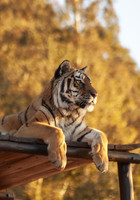 Your free guide to leaving a gift in your Will