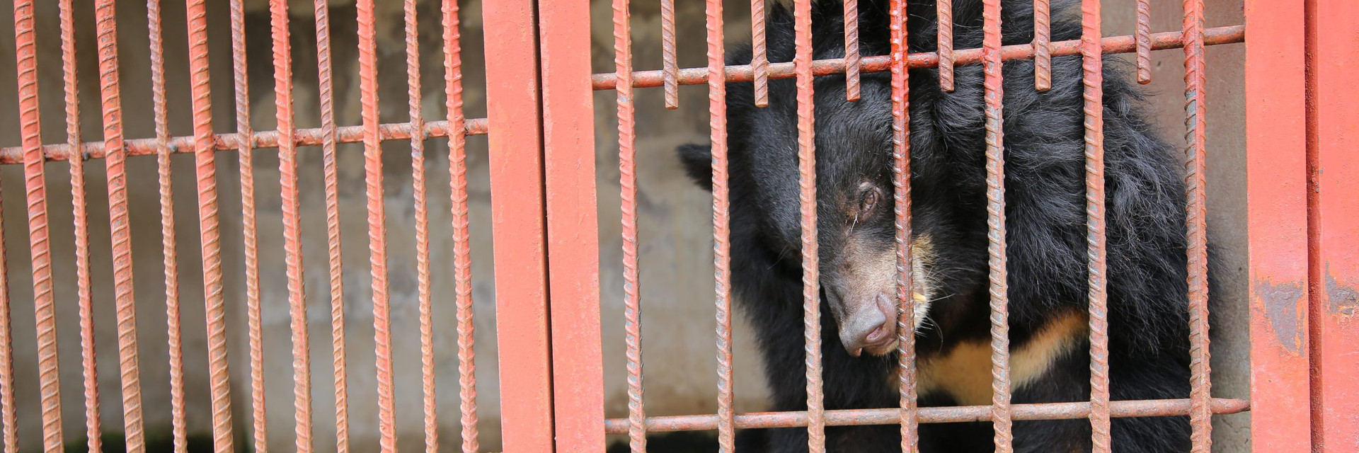 Asiatic black bear in a cage in Vietnam