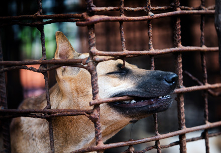End the dog and cat meat trade in Southeast Asia Caged dog to be slaughtered