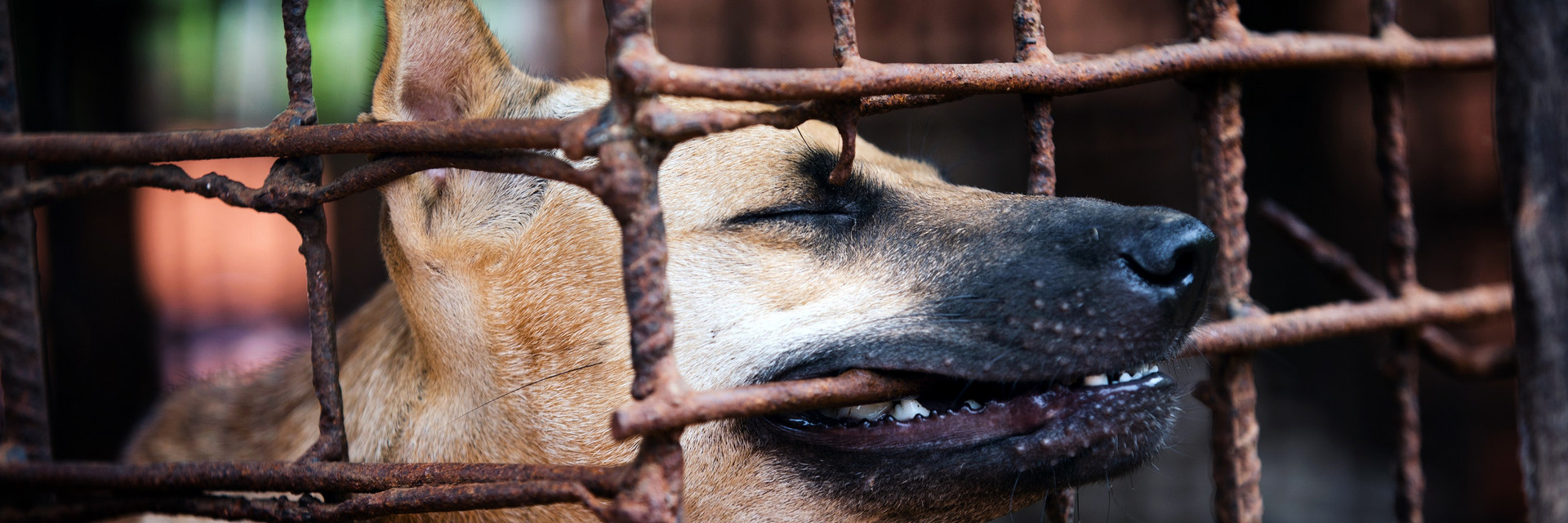 Caged dog awaiting slaughter for the dog meat trade