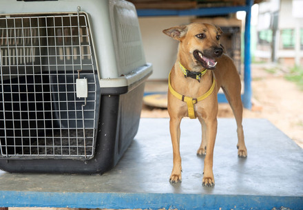 Rescue Dogs Akio, Rhodey, Elli, Shark, Wanda Dog Shark