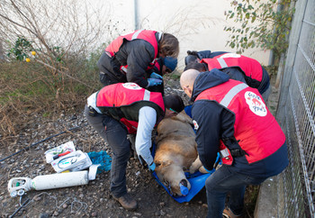 Rescue of Lion Erion in Albania Lion being assessed by the FOUR PAWS team