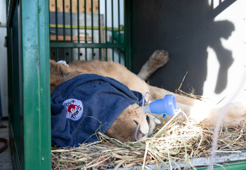 Lion Erion in Transport Crate Lion in transport crate