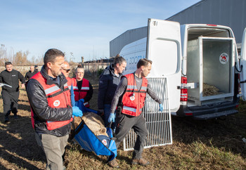 FOUR PAWS team transporting bear