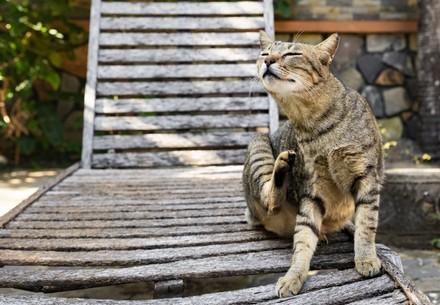 A cat sitting on a wooden lounging chair and is scratching itself.