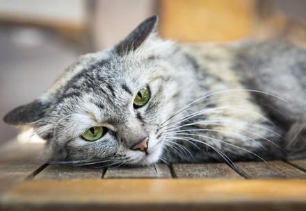 Rescue Kitten Leila Cat Leila