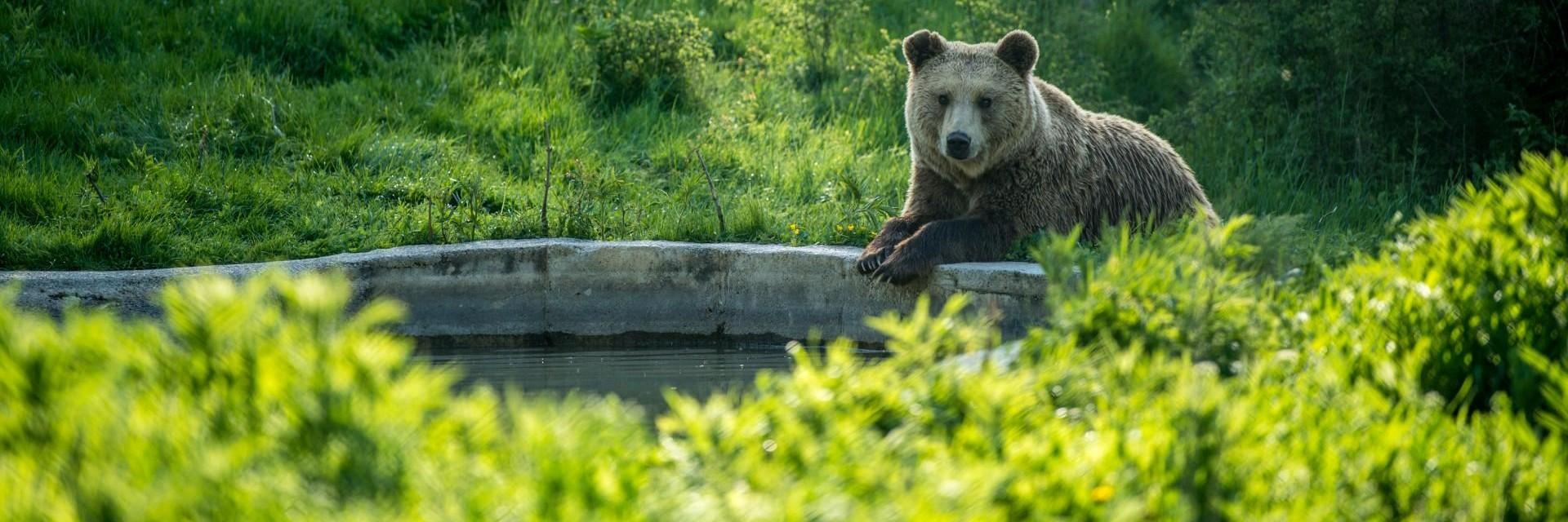 Bear Hana lying at a pond at BEAR SANCTUARY Prishtina