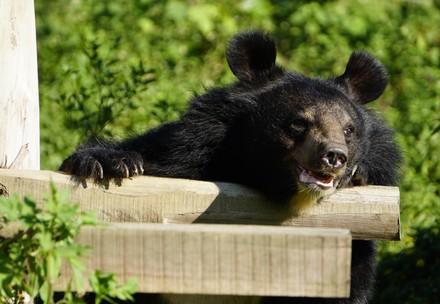 Bear Cuc BEAR SANCTUARY Ninh Binh
