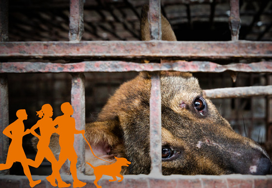 FOUR PAWS Virtual Run for Millions