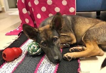 Dog Rashi in his new forever home