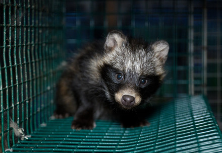 Fur farm in Finland
