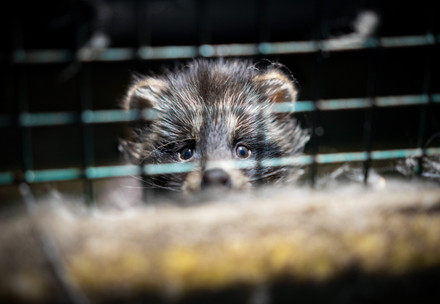 Raccoon dog at a fur farm