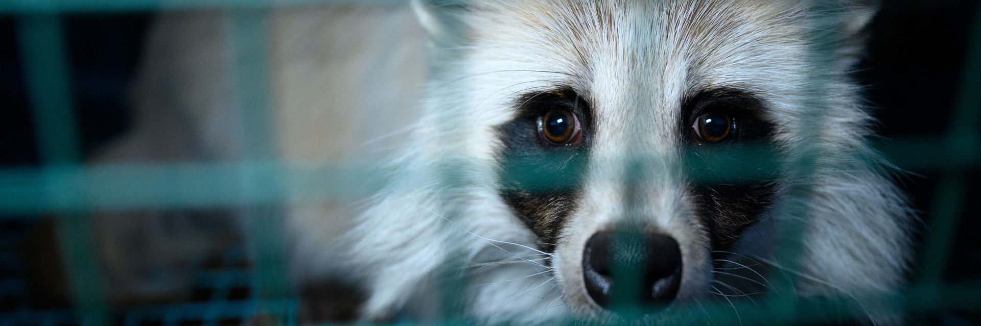 Raccoon dog inside a tiny dark cage at a fur farm