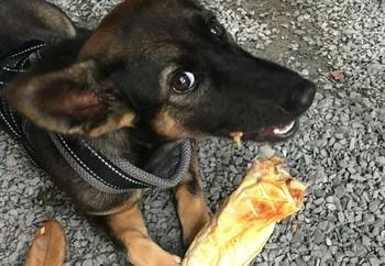 Rashi enjoying a treat in his new home