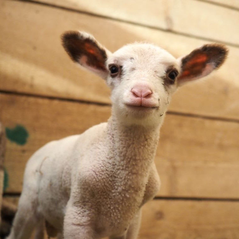 Cute lamb