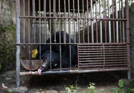 Bear Ben in a tiny cage