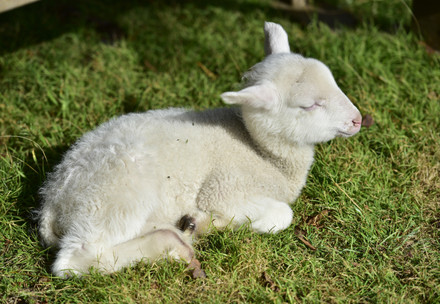 Rescued lamb at farm sanctuary