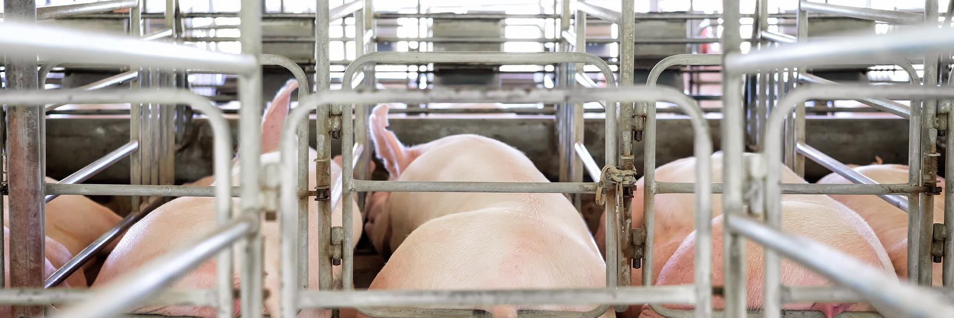 Pigs in cages