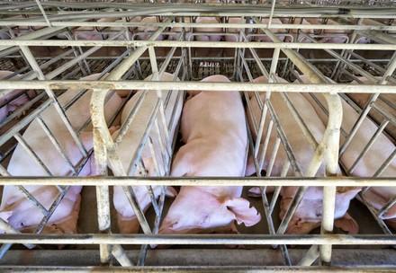 Pigs close together in sow crates