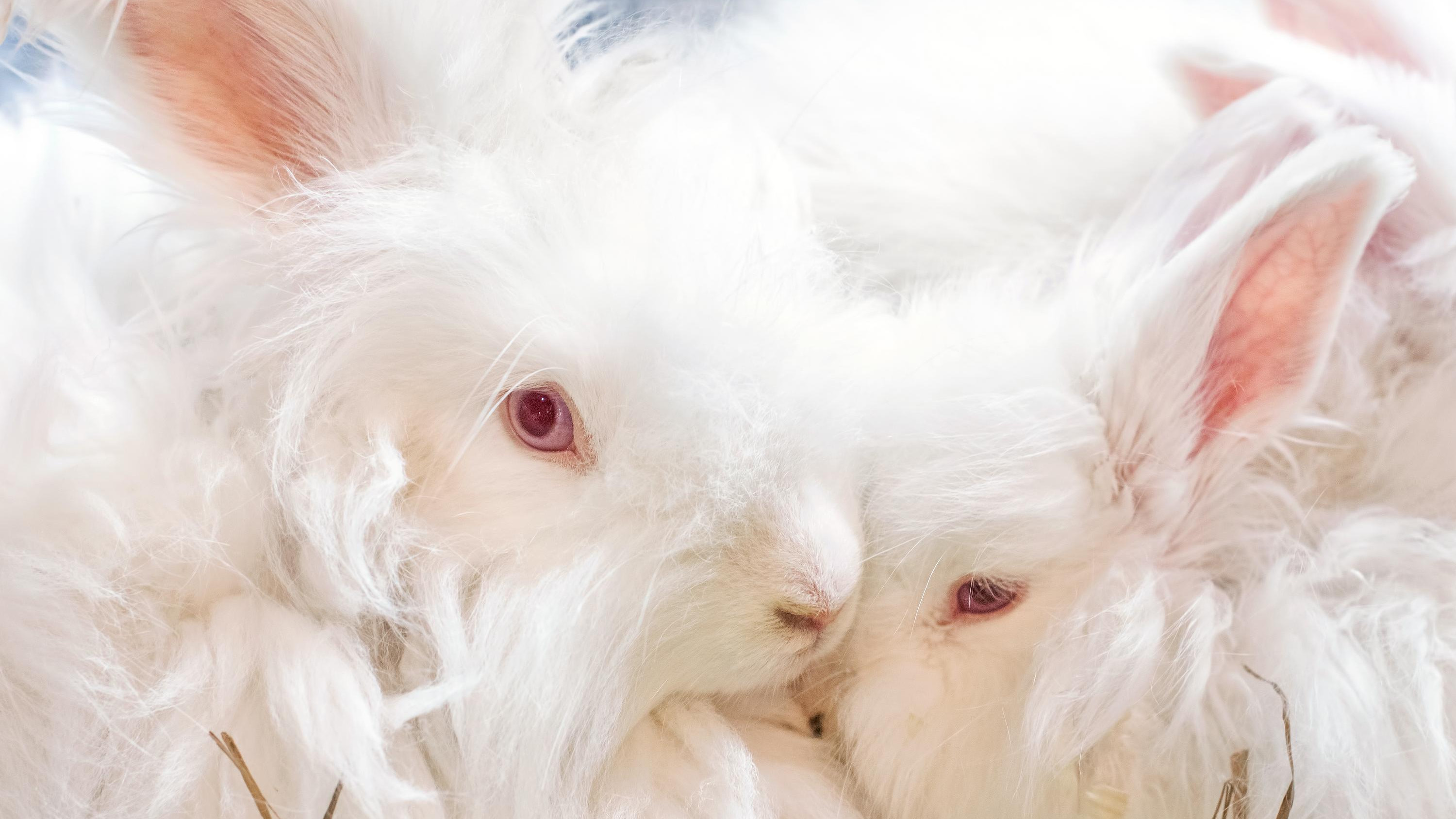 Two white Angora rabbits Two white Angora rabbits