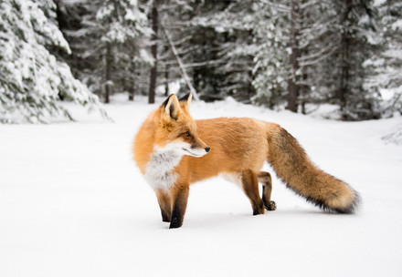 Fox in the snow