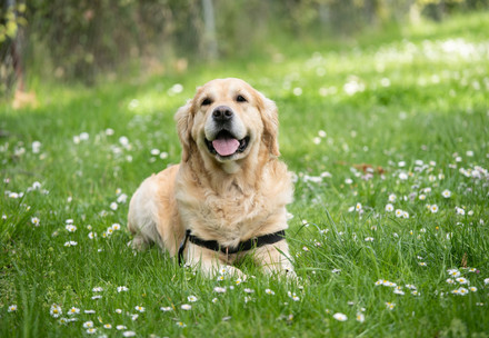Dog lying in grass