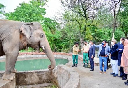 President and First Lady of Pakistan bid farewell to elephant Kaavan