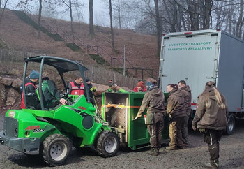 Lion in transport crate arriving at sanctuary