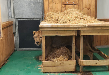 Lion in an indoor enclosure