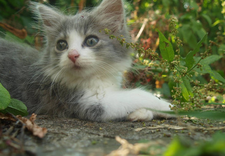 Kitten in the garden