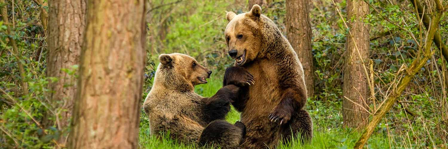 Bears playing together at BEAR SANCTUARY Arbesbach 
