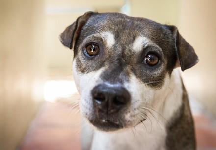 Rescue Dog Bobby Dog Bobby