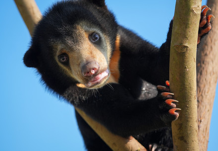 Sun bear cub Anuk