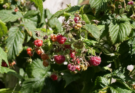 Rasberry bushes