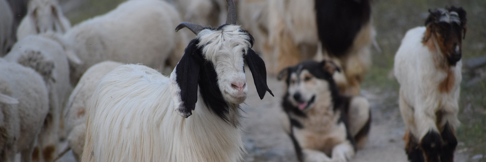 Cashmere goat in a group of sheep Cashmere goat in a group of sheep