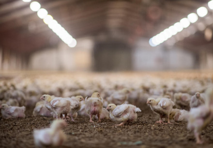 Broiler chicken farm