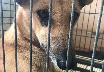 Rescue Dog Cinta Dog Cinta