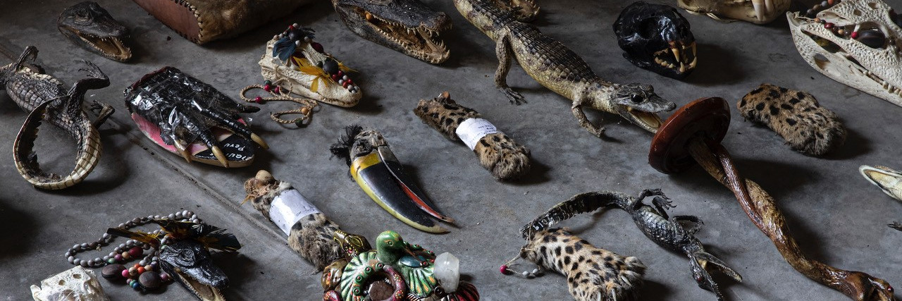 Confiscated animal parts in Peru