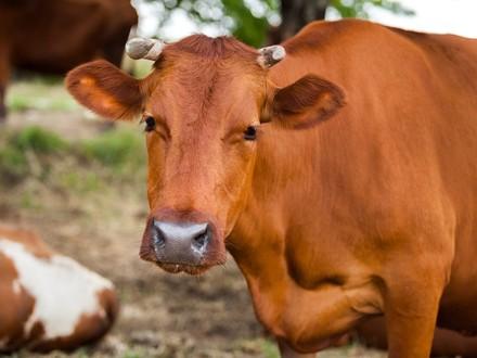 Policy Guidelines Brown cow