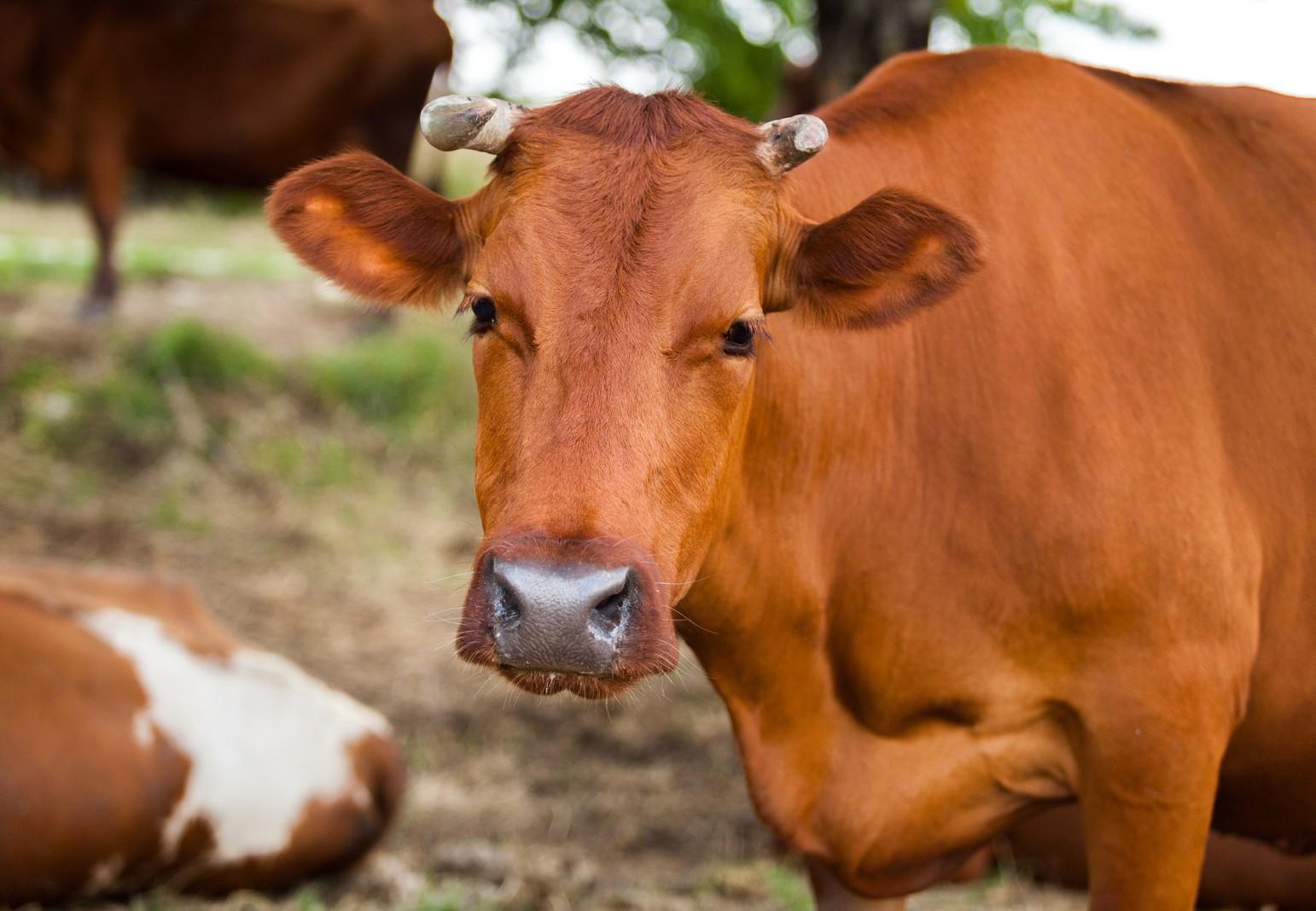 The leather industry remove the skins from both farm and wild animals Cow skin for the leather industry