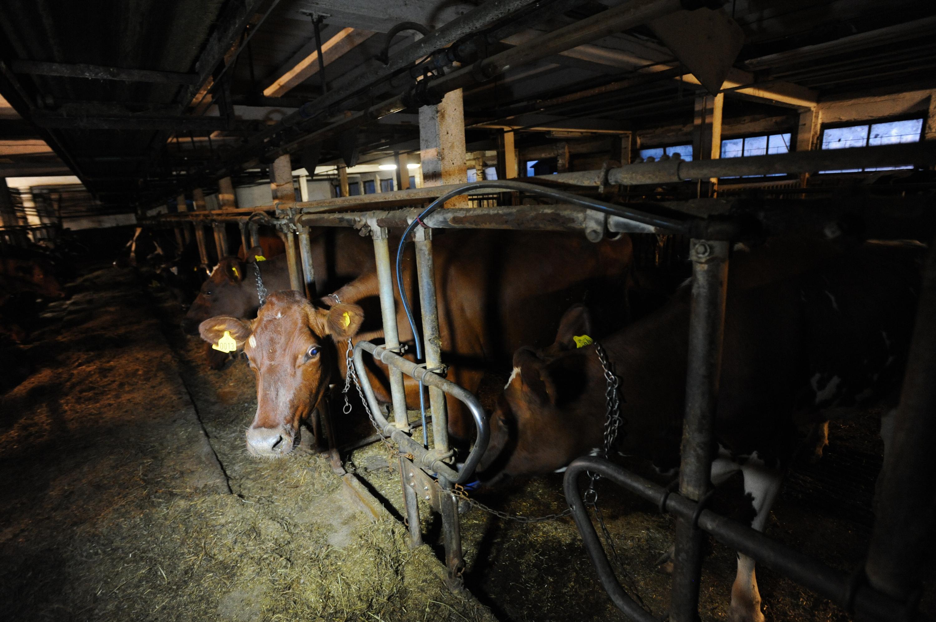Beef cattle indoors at a farm Beef cattle indoors at a farm
