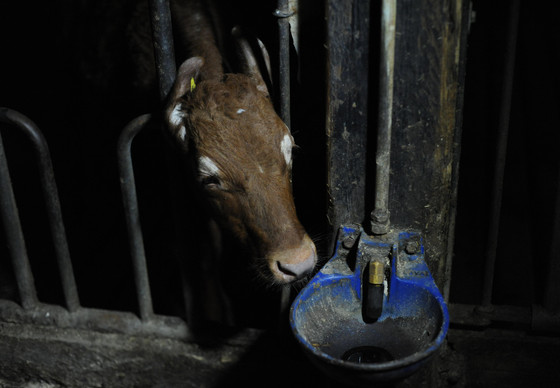 Calf inside a dark farm