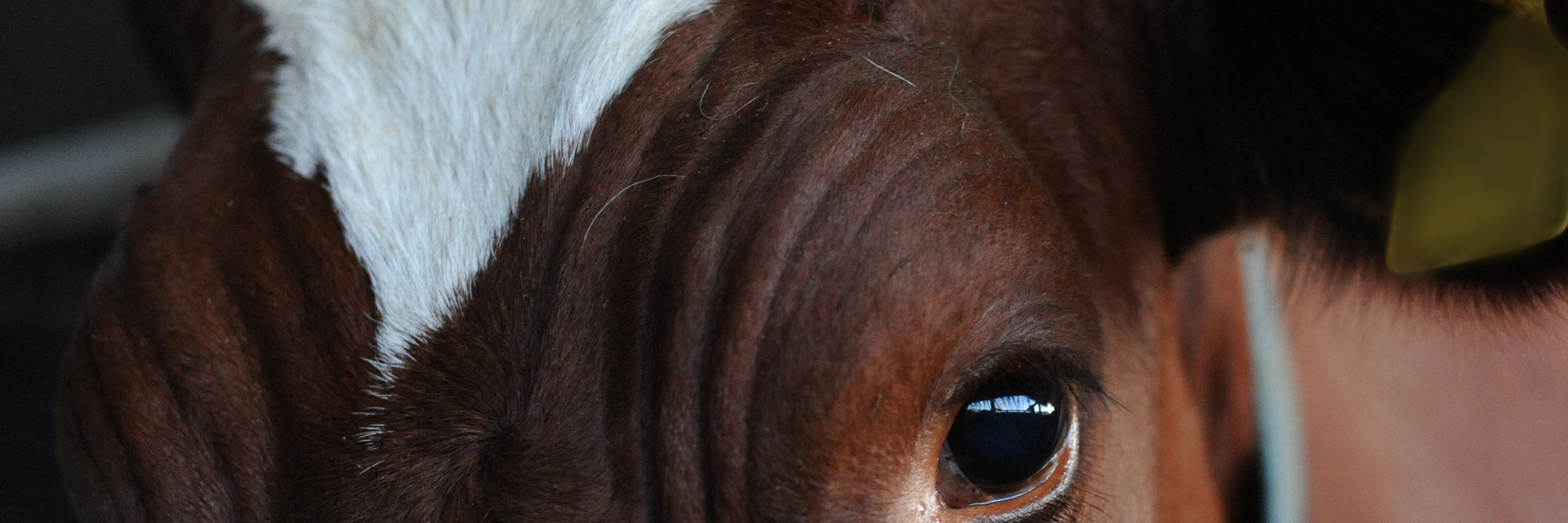 Cow close up so see the eye