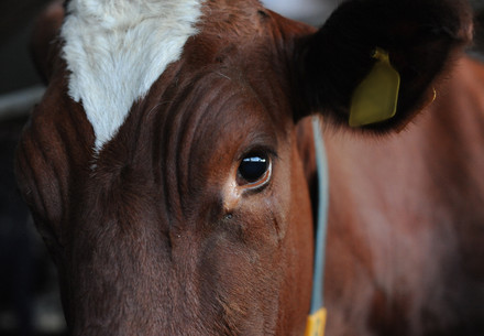 Cow in factory farming