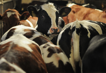 Climate and Animal Welfare