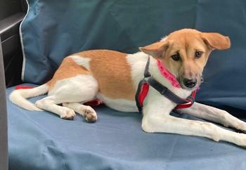 Daisy arriving in the USA