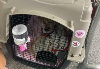 Daisy on her was to the USA from Cambodia