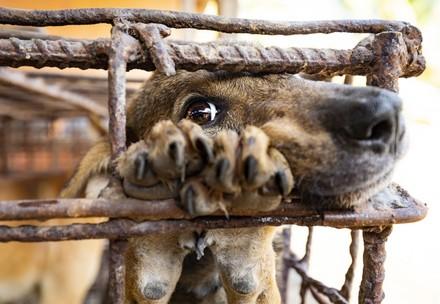 Dog Meat Slaughterhouse in Cambodia