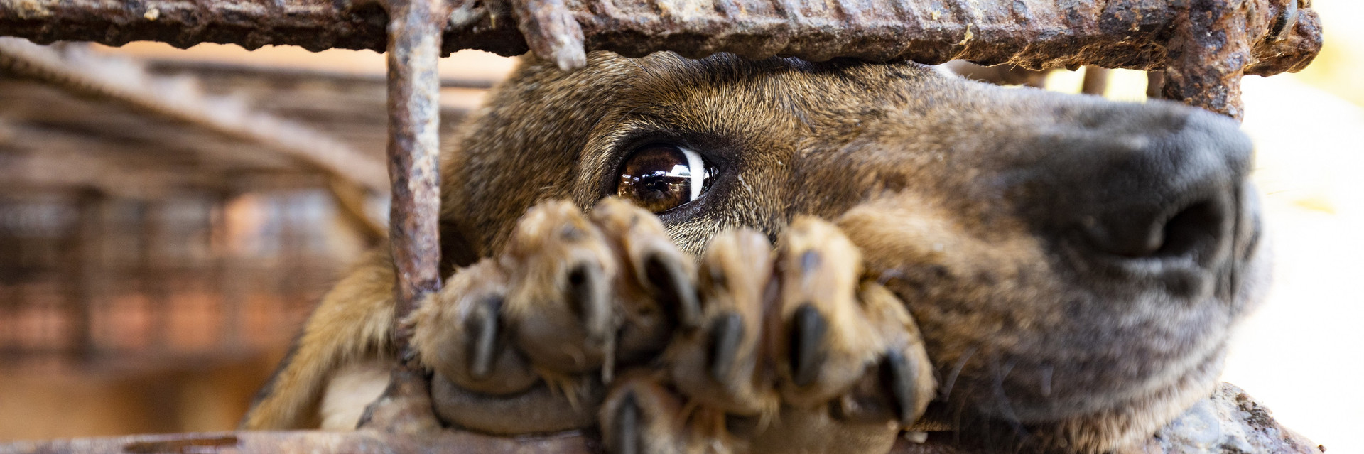 Dog in a cage at a slaughterhouse