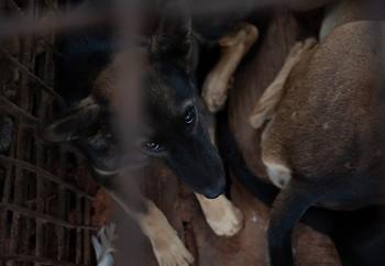 Rashi in a holding cage